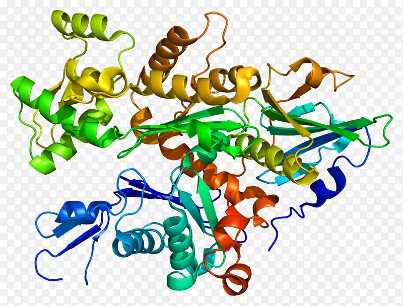 明胶蛋白肌动蛋白分子生物学细胞