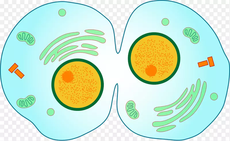 细胞分裂减数分裂-动物细胞