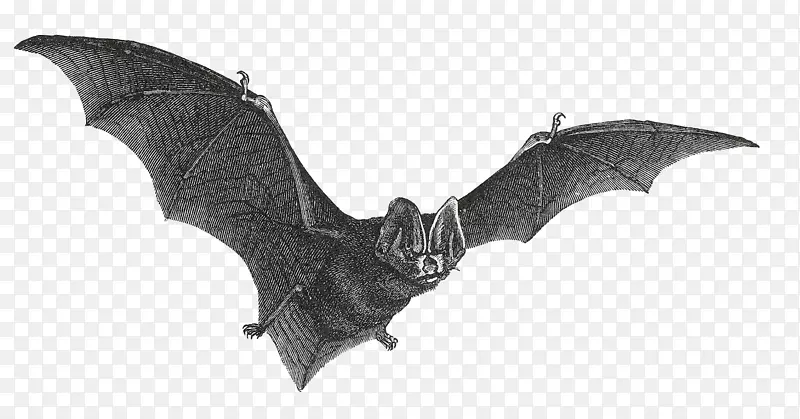 吸血蝙蝠画夹飞行蝙蝠