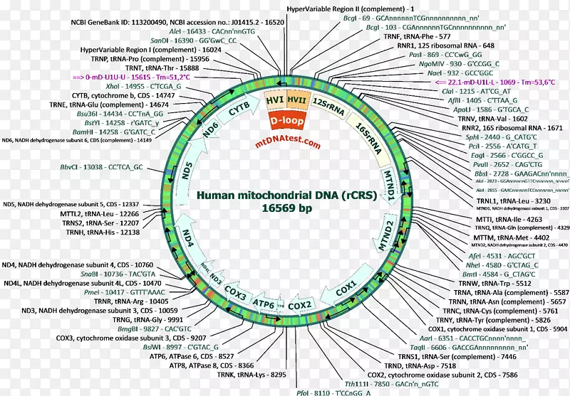人类线粒体dna单链组核酸序列人线粒体遗传学-六角形科学技术基础图