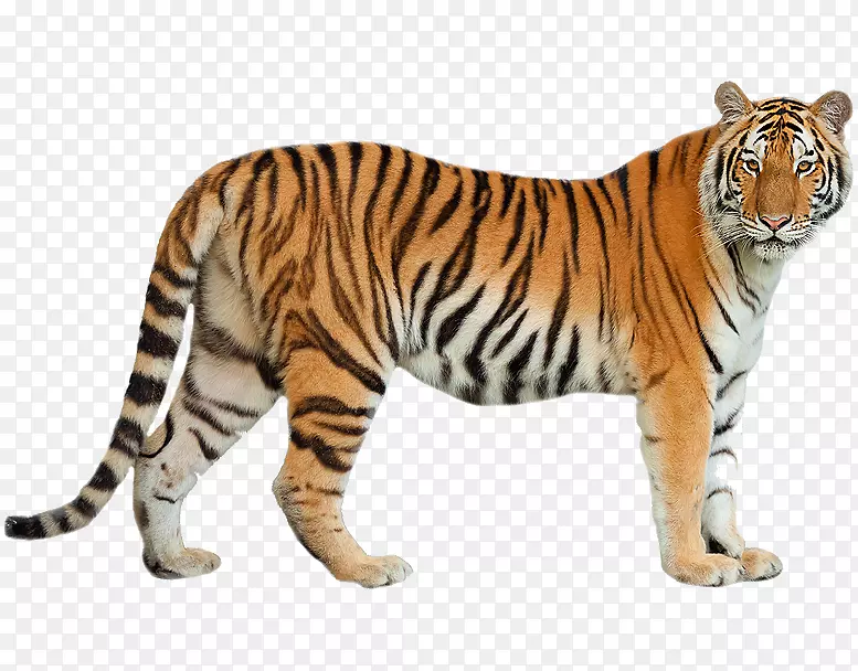 猫科西伯利亚虎孟加拉猫阿穆尔豹索