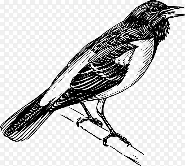 鸟巴尔的摩金莺夹艺术-精美的羽毛