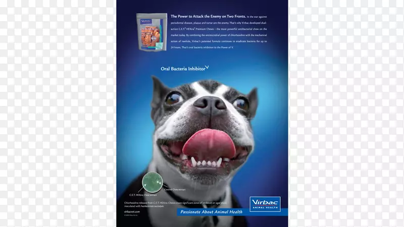 犬种波士顿猎犬广告鼻子全球游乐园