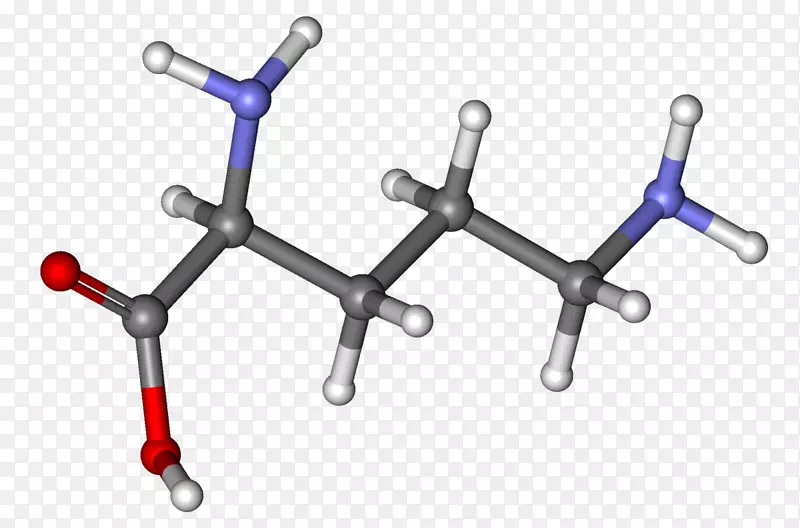 布洛芬鸟氨酸球粘模型分子生长激素-磨牙棒
