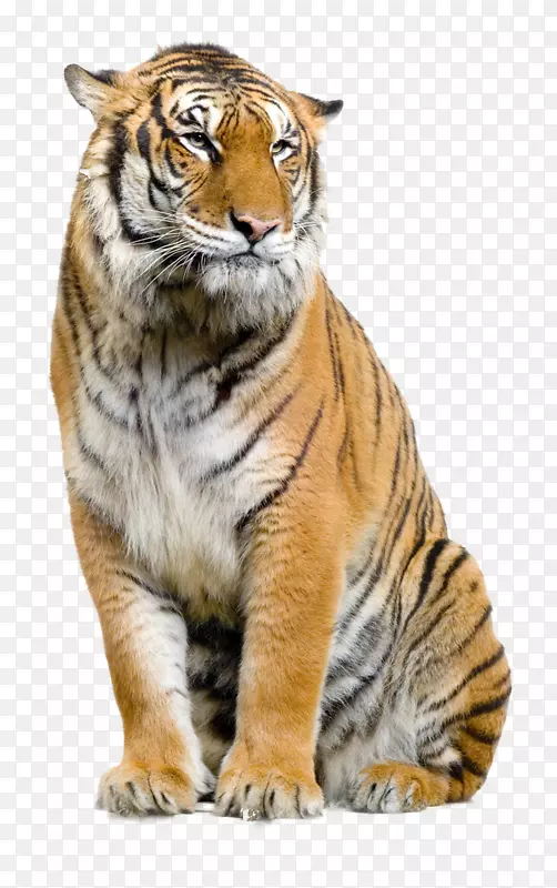 猫科狮子苏门答腊虎夹艺术-动物画笔