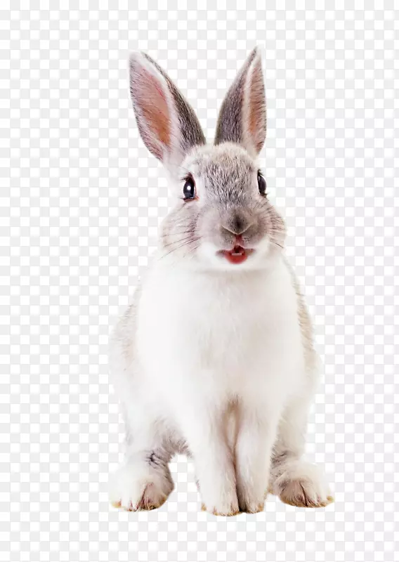 兔子欧洲兔子复活节兔子-散开兔子