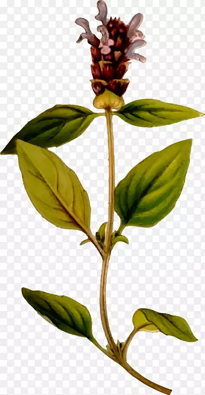 夏枯草
