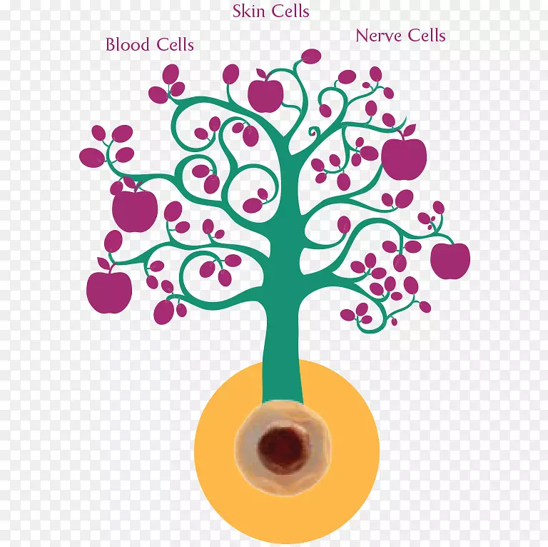干细胞争论脐带血干细胞之争-医生之争