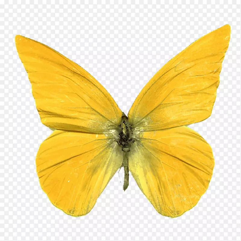 蝴蝶数码影像剪辑艺术-和平
