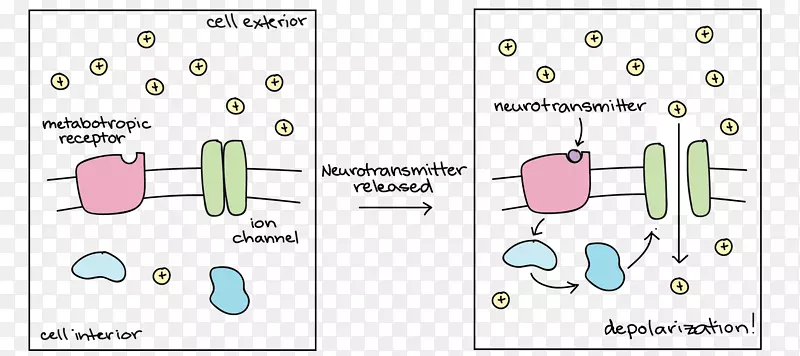 去极化受体超极化神经元-人肌肉组织分布图