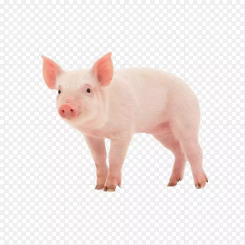 丹麦本土猪瘦猪群摄影-免猪