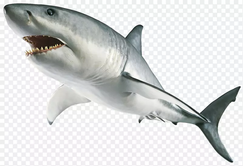 大白鲨电脑图标剪贴画-鲨鱼