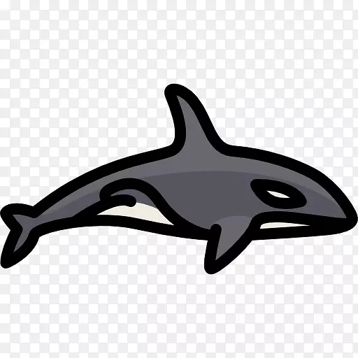 普通宽吻海豚虎鲸-虎鲸