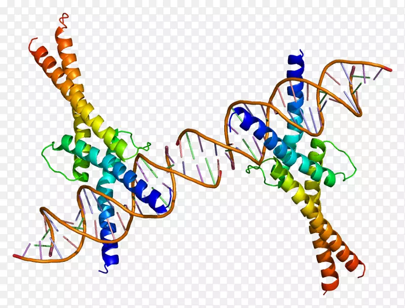 管家基因甾醇调节元件结合蛋白1细胞基因表达-有机体