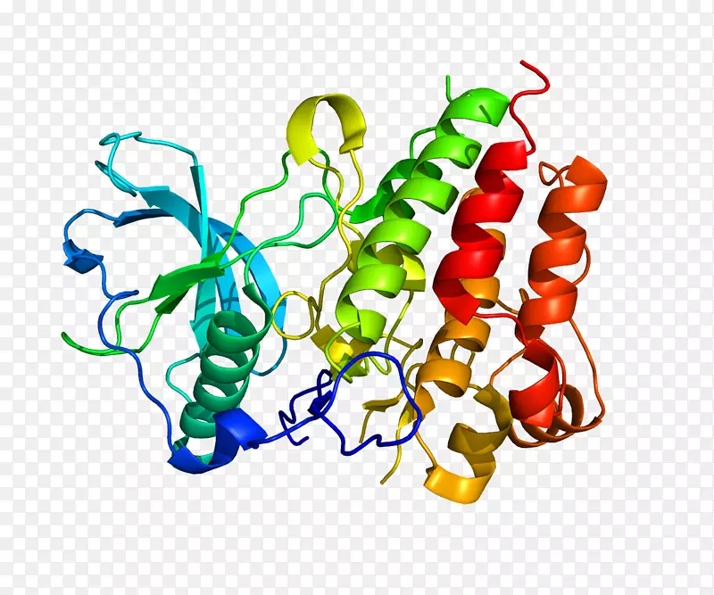 集落刺激因子1受体巨噬细胞集落刺激因子蛋白白介素34
