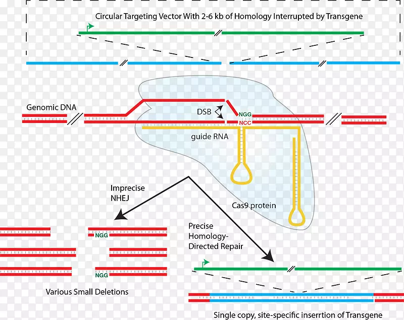CRISPR非同源端连接同源定向修复ca 9转录激活子样效应核酸酶免疫