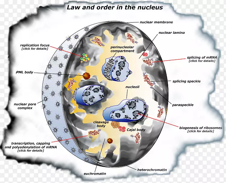 细胞核常染色质异染色质DNA复制-癌细胞胚芽图谱