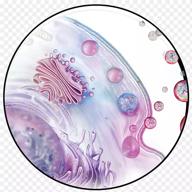 外胚层间充质干细胞组织工程-面癌细胞