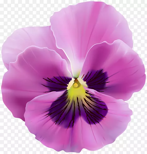 潘西皇室-免费剪贴画-紫罗兰花