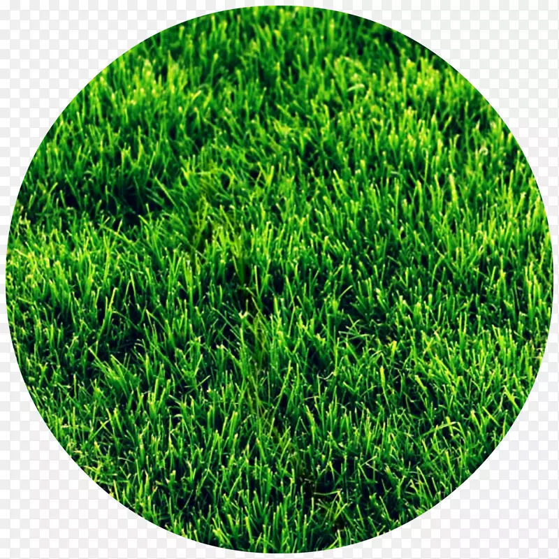 草坪草高清晰度电视彩色-可爱的草