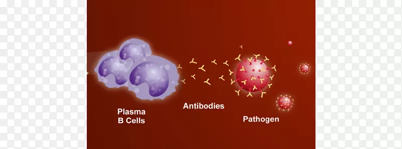 浆细胞b细胞抗体白细胞鼻和病毒细胞