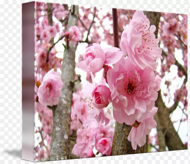 花设计李子画廊包花粉红色花水彩精细材料