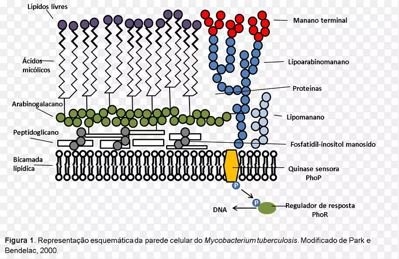 麻风分枝杆菌细胞壁耐酸性肽聚糖细菌支原体