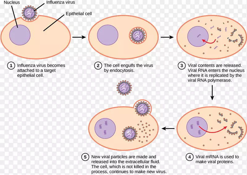 病毒复制病毒裂解周期病毒生命周期感染卡通细菌病毒