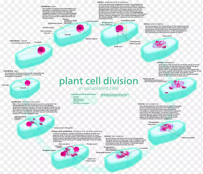有丝分裂细胞周期植物细胞间期癌细胞载体