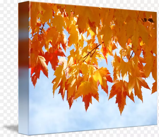 秋天叶色画廊包装橙色艺术-秋季海报