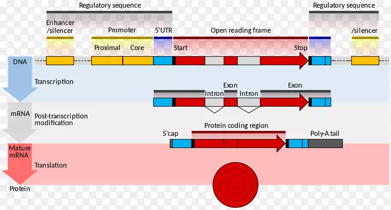 基因结构信使RNA基因表达编码区转录调控