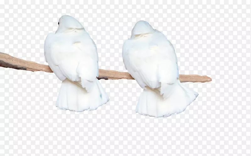 羽毛喙材料-白鹦鹉