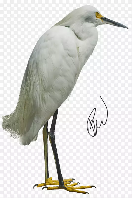 大白鹭鸟鹭白鹳白鹭太阳术语
