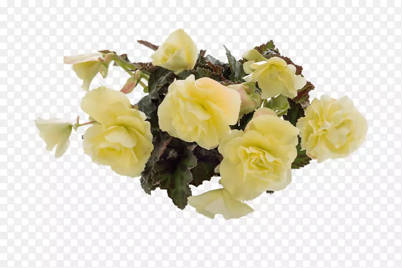 花园玫瑰切花白色芳香