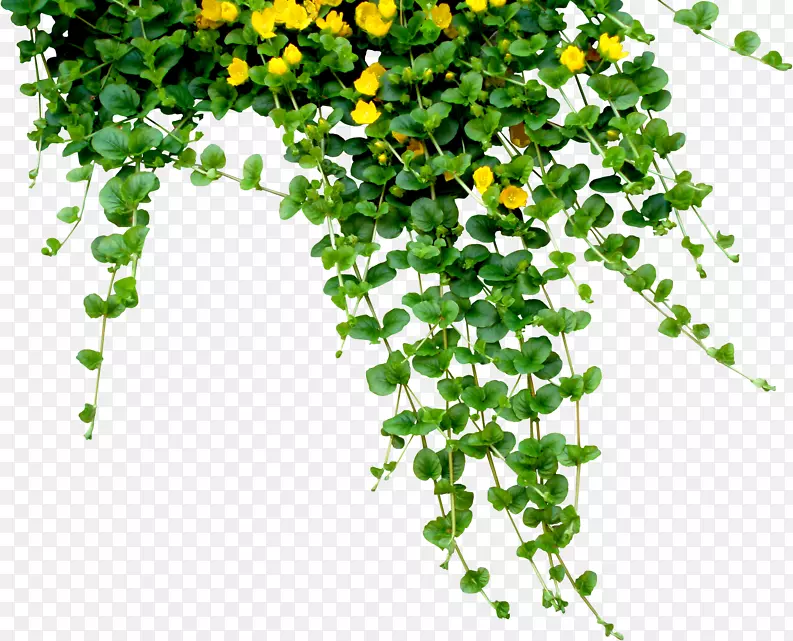 植物下载剪辑艺术-挂