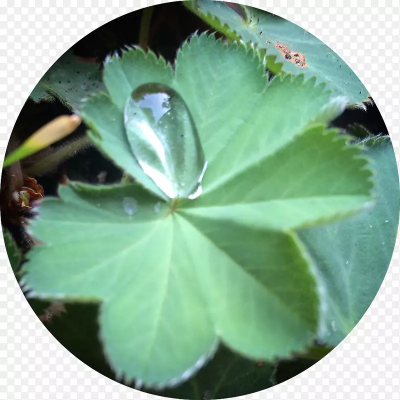 中药、医药、药物、中草药.中药总目录
