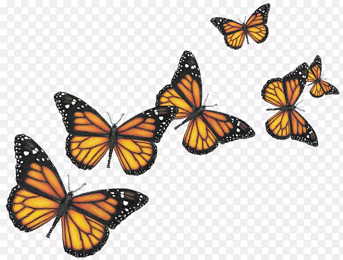 蝴蝶电脑图标剪辑艺术-创意蝴蝶