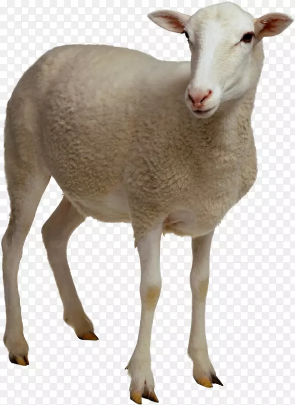 绵羊数码影像剪辑艺术-羊场