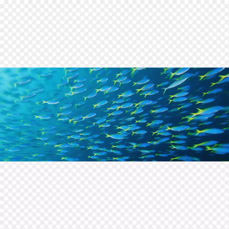 珊瑚礁鱼海洋生物浅滩海洋水下鱼群