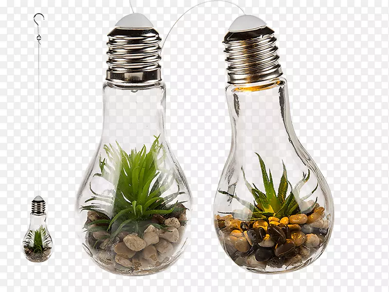 白炽灯泡灯多汁植物家居装饰