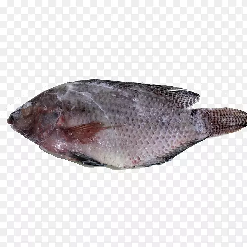 唯一鱼类产品罗非鱼油性鱼类动物群.鱼群