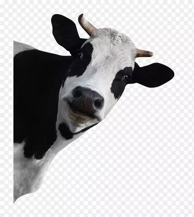 荷斯坦弗里西亚牛群摄影奶牛放牧-有趣的动物