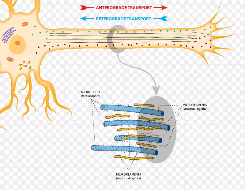 轴索转运顺行性遗忘神经递质微管-核