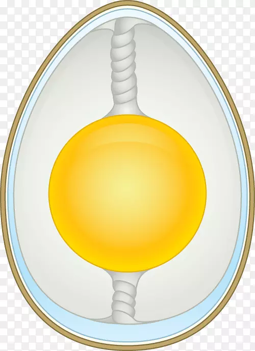 鸡蛋黄膜蛋壳