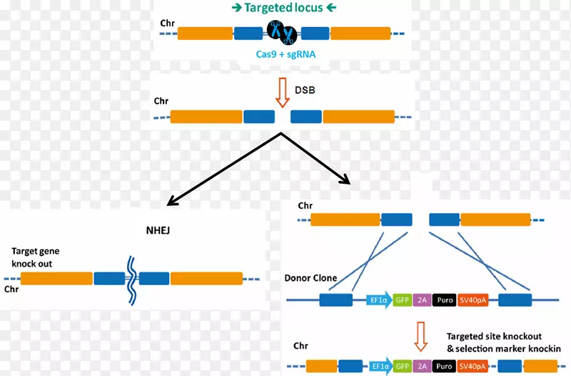 基因组编辑转录激活子样效应核酸酶CRISPR基因敲除诱导