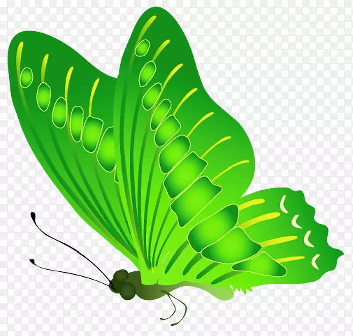 蝴蝶若虫科剪贴画-绿色互联网