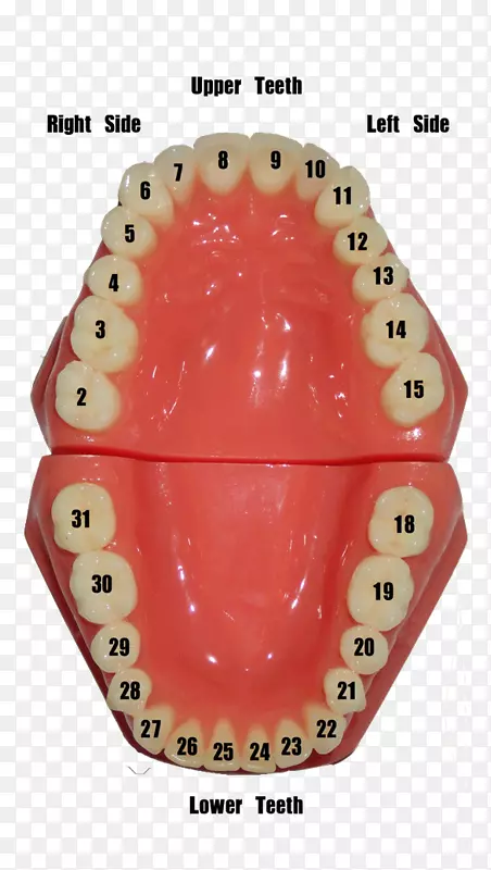 人类牙齿牙科数字牙龈.牙科镜