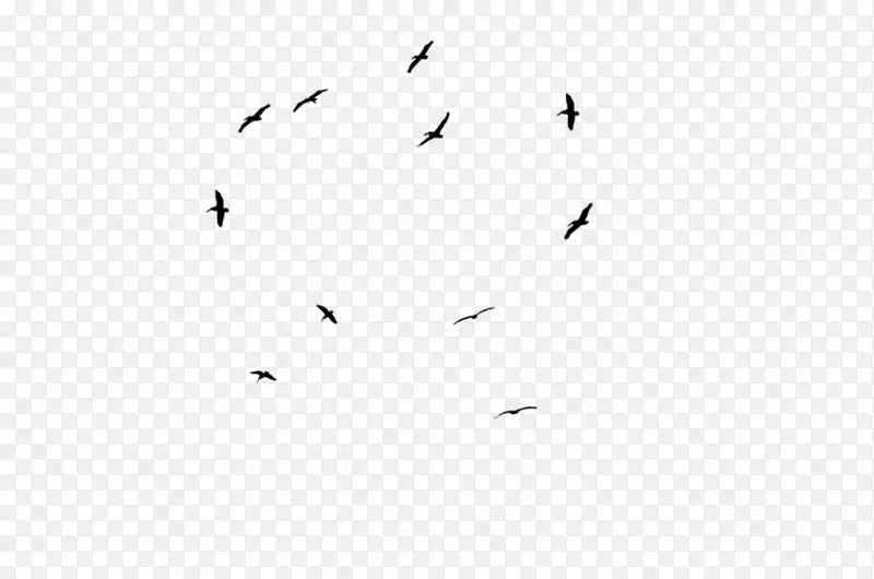 鸟类迁徙图片艺术摄影棚贴纸-鸽子飞行材料