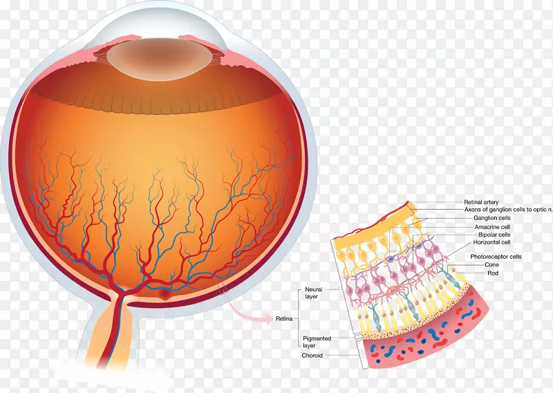 人眼解剖视觉知觉-视网膜