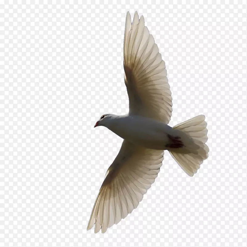 鸟类寻巢鸽夹艺术-鸽子飞行材料